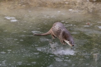 One Eurasian otter (Lutra lutra), walking on the ice of a frozen river