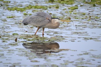 Canada Heron (Ardea herodias), in a marsh with lily pads, Wakodahatchee Wetlands, Delray Beach,