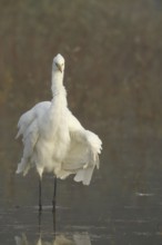 Great White Egret (Ardea alba) in the fog, shaking up its plumage, Allgäu, Bavaria, Germany,