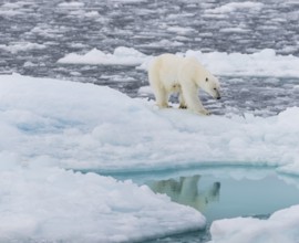 Polar bear (Ursus maritimus) on the pack ice at 82 degrees north reflected in the water, Svalbard