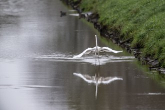 Great White Egret (Ardea alba), Emsland, Lower Saxony, Germany, Europe