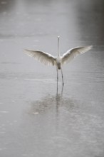 Great White Egret (Ardea alba), Emsland, Lower Saxony, Germany, Europe