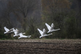 Whooper swans (Cygnus cygnus), flying, Emsland, Lower Saxony, Germany, Europe