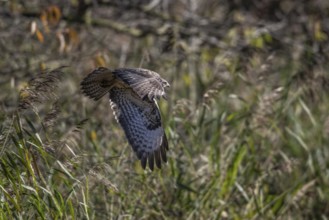 Common buzzard (Buteo buteo), flying, Emsland, Lower Saxony, Germany, Europe