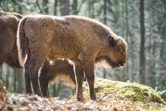 European bison (Bison bonasus) youngster in a forest in spring, Bavarian Forest, Germany, Europe