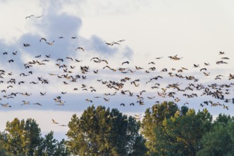 Cranes (Grus grus), Zingst Peninsula, Mecklenburg-Western Pomerania, Germany, Europe