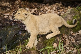 Asiatic lion (Panthera leo persica) cub sitting on the ground, captive