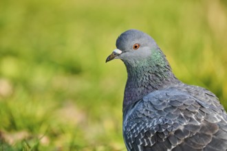 Feral pigeon (Columba livia domestica), portrait, Venice, Italy, Europe