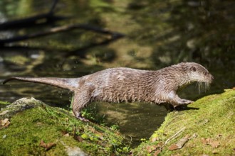 Eurasian otter (Lutra lutra) running over rocks in the bavarian forest, Bavaria, Germany, Europe