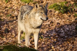 Close-up of a Eurasian wolf (Canis lupus lupus) in a forest in spring, Bavarian Forest National