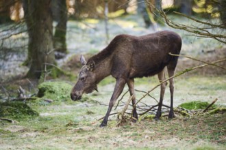 Elk (Alces alces) standing on a meadow on the edge of a forest, Bavaria, Germany, Europe