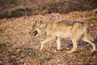 Close-up of a Eurasian wolf (Canis lupus lupus) in a forest in spring, Bavarian Forest National