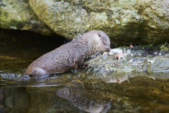 Eurasian otter (Lutra lutra) with a fish on the shore of a little lake in the bavarian forest,