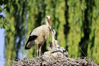 White stork (Ciconia ciconia), adult, young, chick, nest, begging, family, Heidelberg, Germany,