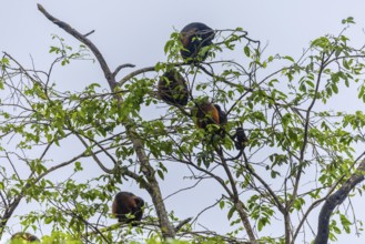 Howler monkeys (Alouatta), primates (Anthropoidea), Sierpe, Puentarenas, Costa Rica, Central