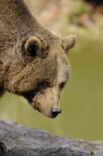 A bear in close-up looks concentrated and attentive, Eurasian brown bear (Ursus arctos arctos),