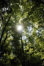 Sunbeams break through the canopy of a forest, Bavaria