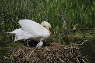 Adult swan in nest with chicks, surrounded by trees and grasses, Mute Swan (Cygnus olor), Franconia