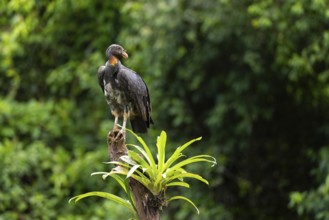 King vulture (Sarcoramphus papa), cock, vulture birds (Aegypiinae), Laguna del Lagarto Lodge,