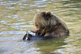 A brown bear in the water is busy with a fish, Eurasian brown bear (Ursus arctos arctos), Bavarian