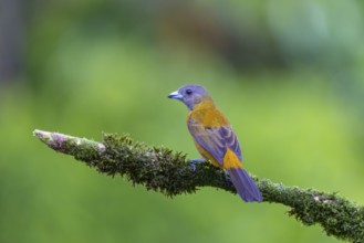 Flame tanager (Pamphecelus passerinii), tanager (Thraupidae), Costa Rica, Central America