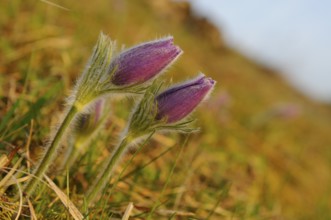 Three purple flowers protruding from green grass, Pasque flower (Pulsatilla vulgaris), Upper