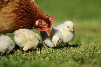 Hen supervising her chicks foraging in the grass, domestic fowl (Gallus gallus domesticus),