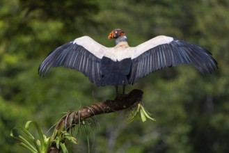 King vulture (Sarcoramphus papa), cock, vulture birds (Aegypiinae), Laguna del Lagarto Lodge,