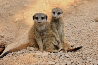 Tiger nut (Suricata suricatta), adult, two adults, juvenile, newborn, baby, social behaviour