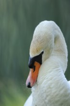 A swan with lowered head in a peaceful setting against a background, Mute Swan (Cygnus olor),