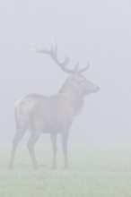 Red deer (Cerrvus elaphus) in the fog, Emsland, Lower Saxony, Germany, Europe