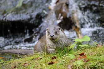 An otter sits on grassy ground in front of a waterfall, surrounded by leaves, Otter (Lutra lutra),