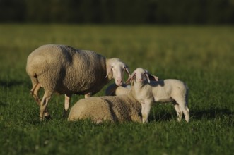 Three sheep standing on a green meadow, domestic sheep (Ovis orientalis aries), Bavaria