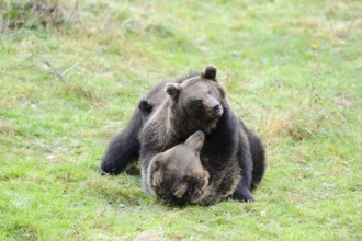 Two bears cuddling relaxed on a green meadow, Eurasian brown bear (Ursus arctos arctos), Bavarian