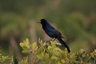 Boat-tailed grackle (Quiscalus major), adult, male, calling, singing, Waiting, Merritt Island,