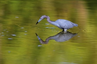 Great Blue Heron (Egretta caerulea), adult, in water, alert, foraging, Merritt Island, Black Point