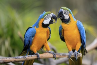 Yellow-breasted Macaw (Ara ararauna), adult, in perch, pair, social behaviour, South America