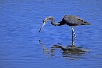 Tricoloured Heron (Egretta tricolor), adult, in the water, foraging, Merritt Island, Black Point