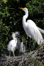 Great Egret (Ardea alba), adult, with young, nest, breeding site, St. Augustine, Florida, USA,