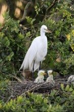 Great Egret (Ardea alba), adult, with young, nest, breeding site, St. Augustine, Florida, USA,