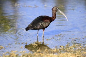 Glossy ibis (Plegadis falcinellus), adult, in the water, foraging, Merritt Island, Black Point