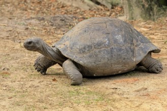 Galapagos giant tortoise (Chelonoidis niger), adult, foraging, captive, Galapagos Islands, Ecuador,