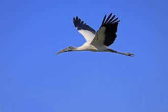 Wood stork (Mycteria americana), adult, flying, St. Augustine, Florida, USA, North America