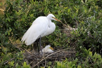 Great Egret (Ardea alba), adult, with young, nest, chicks, breeding site, St. Augustine, Florida,