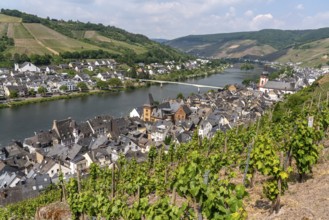 Vineyards, the Moselle and the village of Zell, Rhineland-Palatinate, Germany, Europe