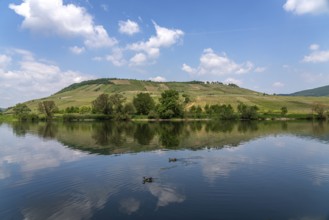 Vineyards on the Moselle near Briedel, Rhineland-Palatinate, Germany, Europe