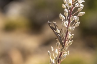 European mantis on maritime squill, Preveli, Crete, Greece, Europe