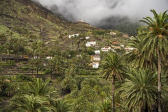 Cultural landscape with palm trees in Valle Gran Rey, La Gomera, Canary Islands, Spain, Europe