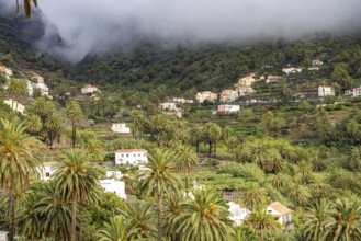 Cultural landscape with palm trees in Valle Gran Rey, La Gomera, Canary Islands, Spain, Europe