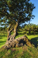 Centuries-old til trees in fantastic magical idyllic Fanal Laurisilva forest on sunset. Madeira